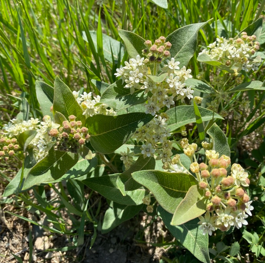 Dwarf Milkweed Seeds (Asclepias ovalifolia) - Perennial - Zone 3 - 30+ Seeds