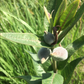 Dwarf Milkweed Seeds (Asclepias ovalifolia) - Perennial - Zone 3 - 30+ Seeds