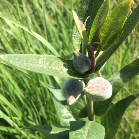 Dwarf Milkweed Seeds (Asclepias ovalifolia) - Perennial - Zone 3 - 30+ Seeds
