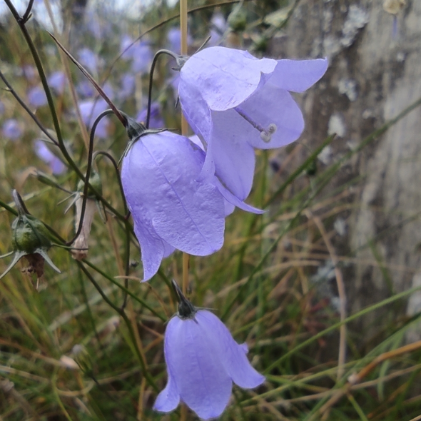 Harebell Seeds (Campanula rotundifolia) - Perennial - Zone 3 - 500+ Seeds