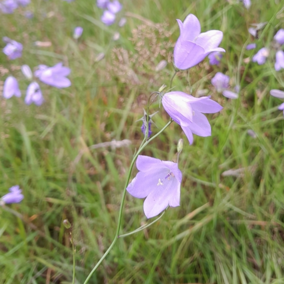 Harebell Seeds (Campanula rotundifolia) - Perennial - Zone 3 - 500+ Seeds
