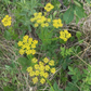Heart Leaved Alexander Seeds (Zizia aptera) - Perennial - Zone 3 - 100+ Seeds