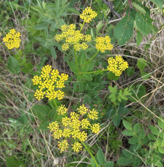 Heart Leaved Alexander Seeds (Zizia aptera) - Perennial - Zone 3 - 100+ Seeds