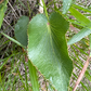Heart Leaved Alexander Seeds (Zizia aptera) - Perennial - Zone 3 - 100+ Seeds