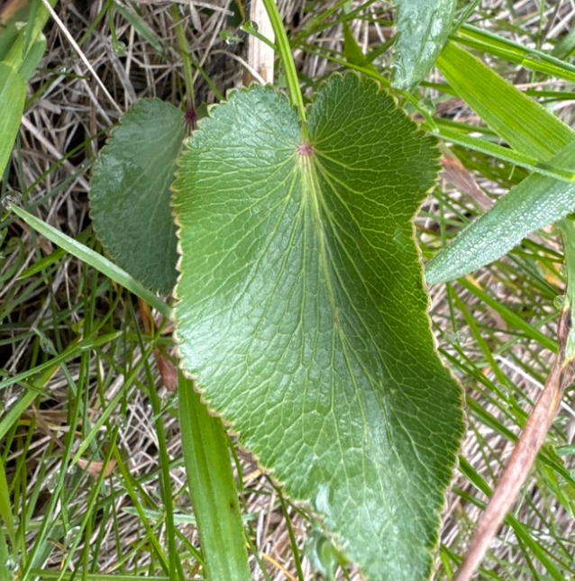 Heart Leaved Alexander Seeds (Zizia aptera) - Perennial - Zone 3 - 100+ Seeds