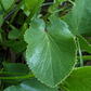Heart Leaved Alexander Seeds (Zizia aptera) - Perennial - Zone 3 - 100+ Seeds