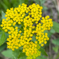 Heart Leaved Alexander Seeds (Zizia aptera) - Perennial - Zone 3 - 100+ Seeds