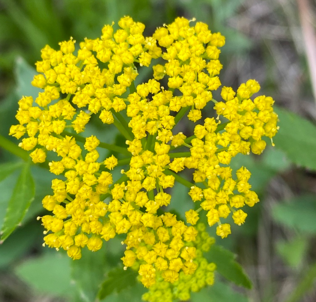 Heart Leaved Alexander Seeds (Zizia aptera) - Perennial - Zone 3 - 100+ Seeds