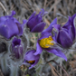 Prairie Crocus Seeds (Anemone patens) - Perennial - Zone 3 - 40+ Seeds
