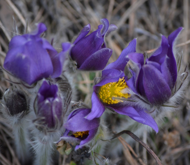 Prairie Crocus Seeds (Anemone patens) - Perennial - Zone 3 - 40+ Seeds
