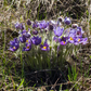 Prairie Crocus Seeds (Anemone patens) - Perennial - Zone 3 - 40+ Seeds