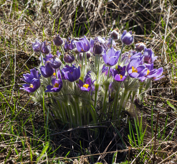 Prairie Crocus Seeds (Anemone patens) - Perennial - Zone 3 - 40+ Seeds