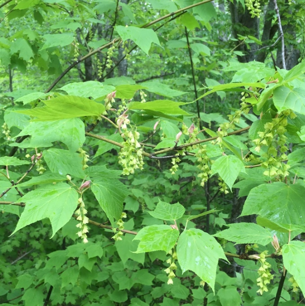 Striped Maple (Acer pensylvanicum) - Zone 3 - 50+ Seeds