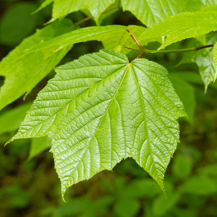 Striped Maple (Acer pensylvanicum) - Zone 3 - 50+ Seeds