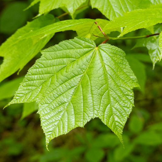 Striped Maple (Acer pensylvanicum) - Zone 3 - 50+ Seeds