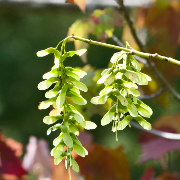 Striped Maple (Acer pensylvanicum) - Zone 3 - 50+ Seeds