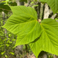 Striped Maple (Acer pensylvanicum) - Zone 3 - 50+ Seeds