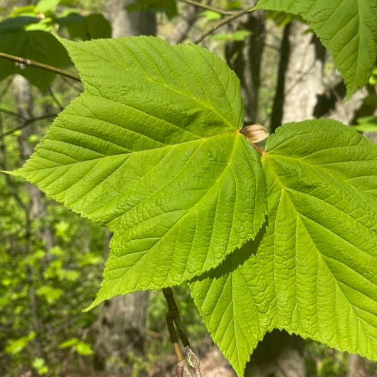 Striped Maple (Acer pensylvanicum) - Zone 3 - 50+ Seeds