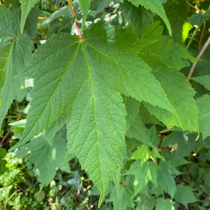 Mountain Maple (Acer spicatum) - Zone 3 - 50+ Seeds