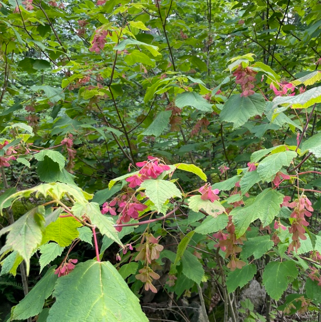 Mountain Maple (Acer spicatum) - Zone 3 - 50+ Seeds