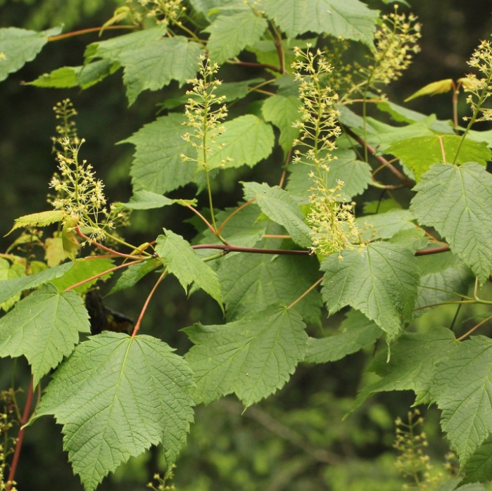 Mountain Maple (Acer spicatum) - Zone 3 - 50+ Seeds