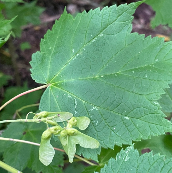 Mountain Maple (Acer spicatum) - Zone 3 - 50+ Seeds
