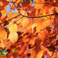 Mountain Maple (Acer spicatum) - Zone 3 - 50+ Seeds