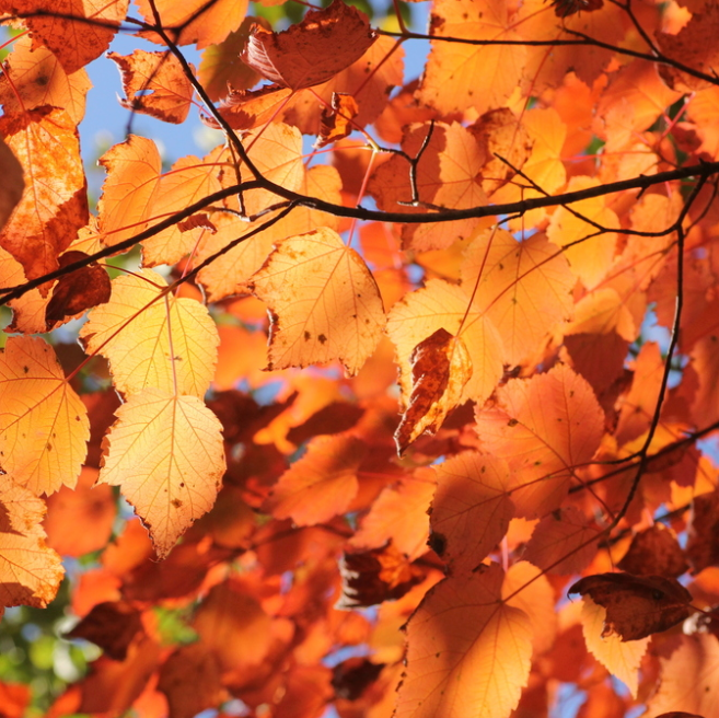 Mountain Maple (Acer spicatum) - Zone 3 - 50+ Seeds