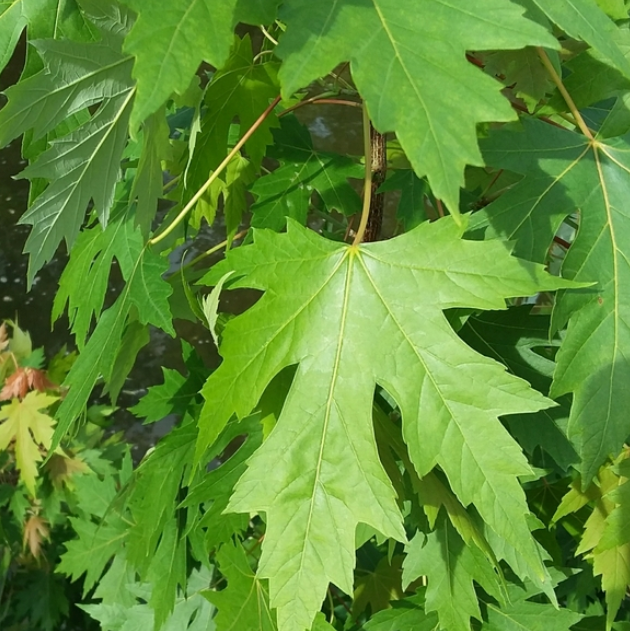 Silver Maple (Acer saccharinum) - Zone 3 - 30+ Seeds