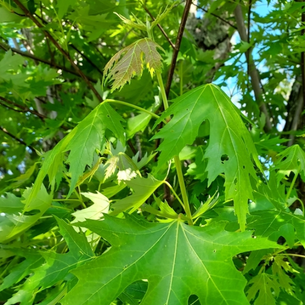 Silver Maple (Acer saccharinum) - Zone 3 - 30+ Seeds