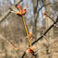 Silver Maple (Acer saccharinum) - Zone 3 - 20+ Seeds