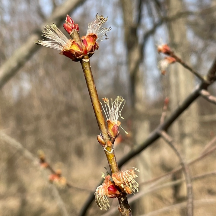 Silver Maple (Acer saccharinum) - Zone 3 - 30+ Seeds
