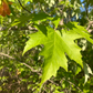 Silver Maple (Acer saccharinum) - Zone 3 - 20+ Seeds