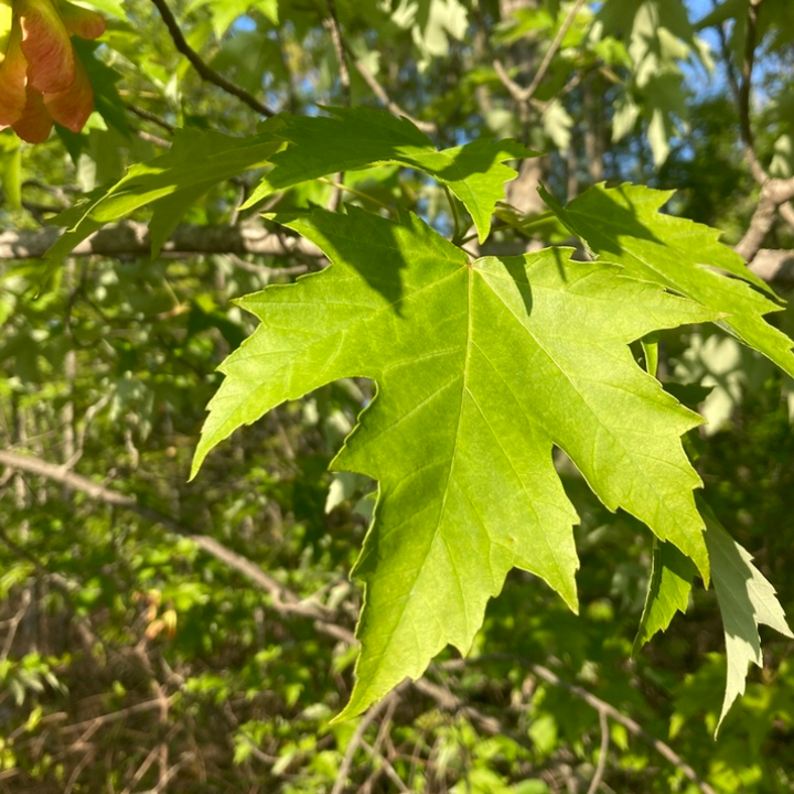 Silver Maple (Acer saccharinum) - Zone 3 - 20+ Seeds