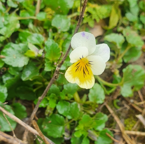 Wild Pansy Seeds - (Viola arvensis) - Annual Wild flower - 300+ Seeds