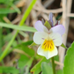 Wild Pansy Seeds - (Viola arvensis) - Annual Wild flower - 300+ Seeds