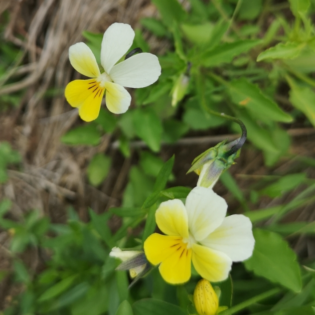 Wild Pansy Seeds - (Viola arvensis) - Annual Wild flower - 300+ Seeds