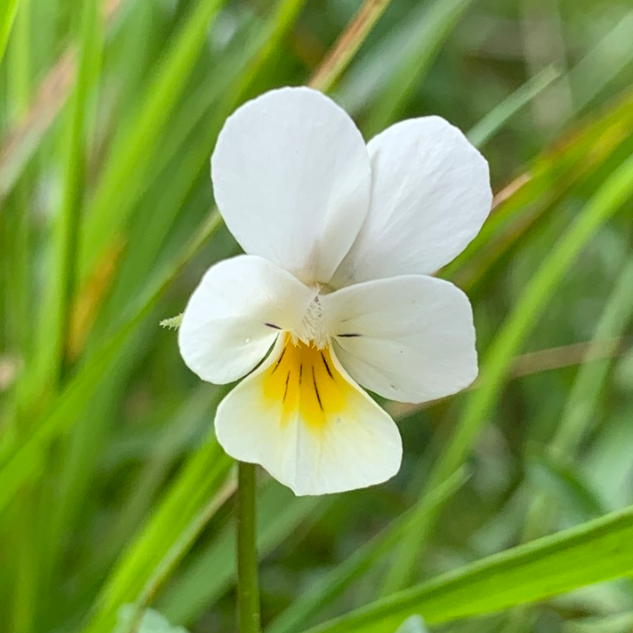 Wild Pansy Seeds - (Viola arvensis) - Annual Wild flower - 300+ Seeds