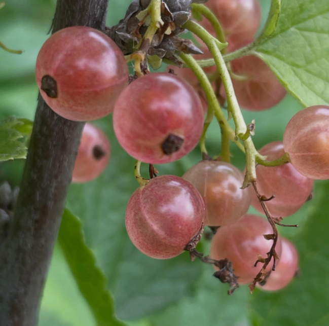 Pink Champagne Currant