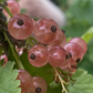 Pink Champagne Currant