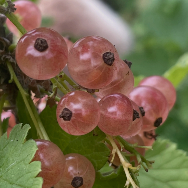 Grosellero Pink Champagne