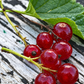 Laxton's No. 1 Red Currant