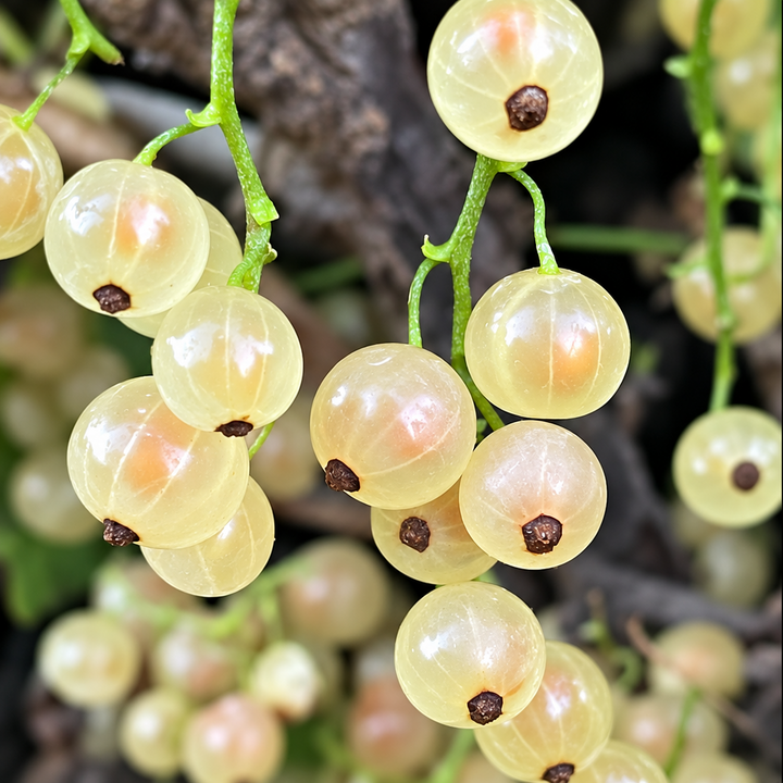 Grosellero White Pearl