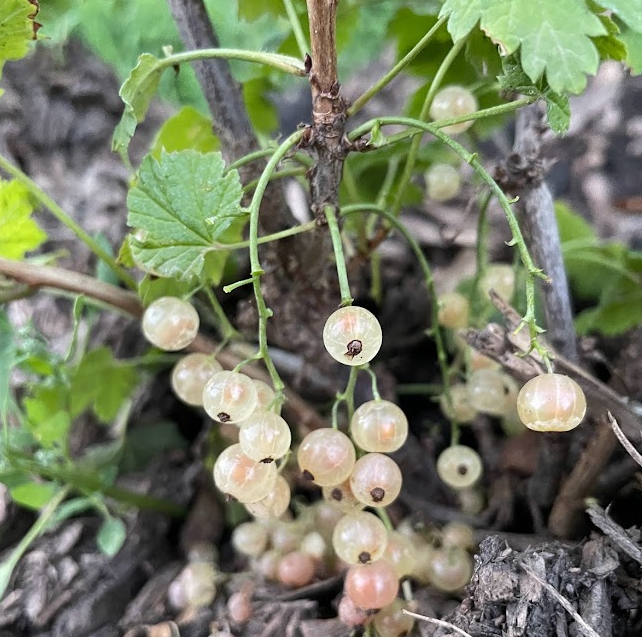 White Pearl Currant