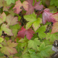 Skunk Currant
