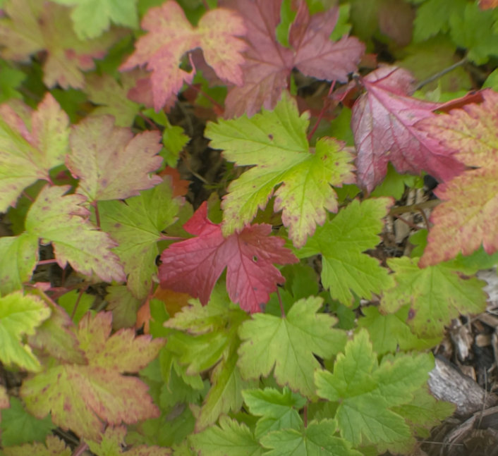 Skunk Currant