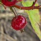Skunk Currant