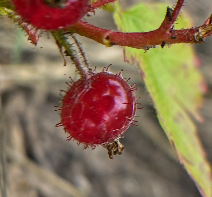Skunk Currant