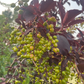 Schubert Chokecherry Seeds - 35+ Seeds