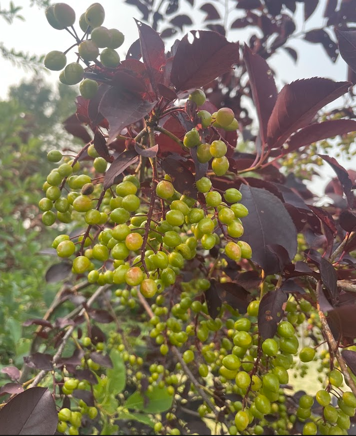 Schubert Chokecherry Seeds - 35+ Seeds